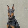 sic_doberman